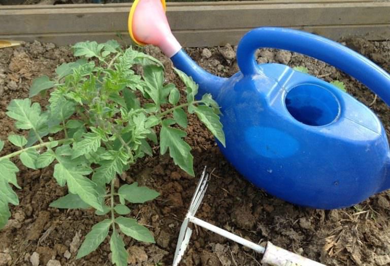 Юлия миняева: как совершать подкормку помидоров