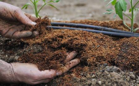 Юлия миняева: как совершать подкормку помидоров