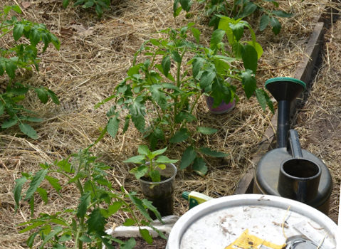 Юлия миняева: как совершать подкормку помидоров