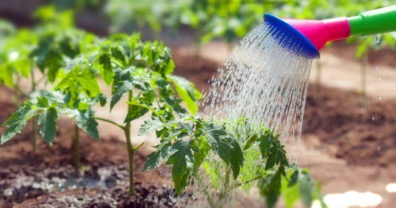 Юлия миняева: как совершать подкормку помидоров