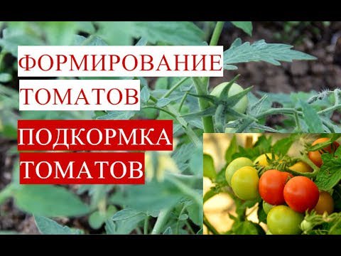 Юлия миняева: как совершать подкормку помидоров