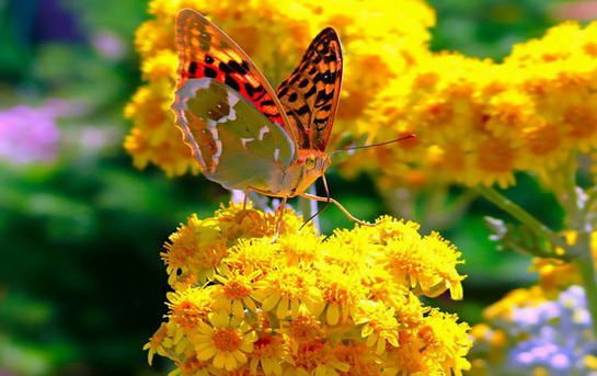 К чему готовиться в июне: про это вам поведает гороскоп