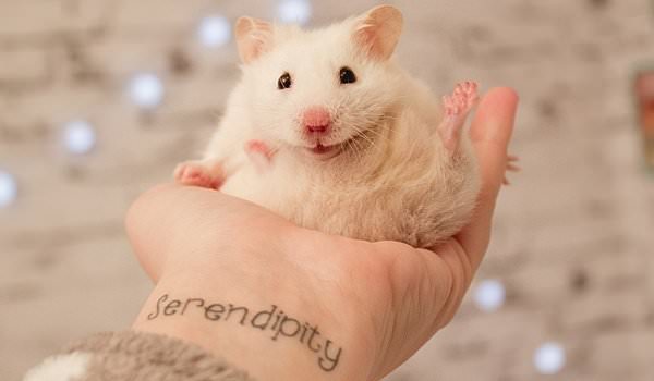 К чему снится хомяк: правильно растолкуем данный сон