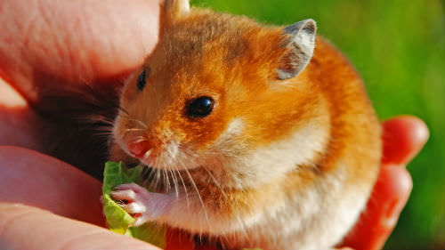 К чему снится хомяк: правильно растолкуем данный сон