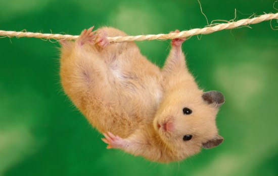К чему снится хомяк: правильно растолкуем данный сон