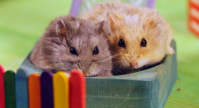 К чему снится хомяк: правильно растолкуем данный сон