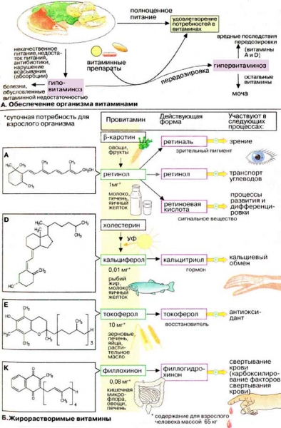К жирорастворимым витаминам относятся