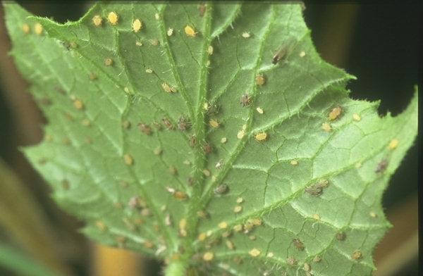 Как бороться с тлей на баклажанах в теплице