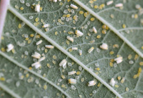 Как бороться с тлей на помидорах в теплице?