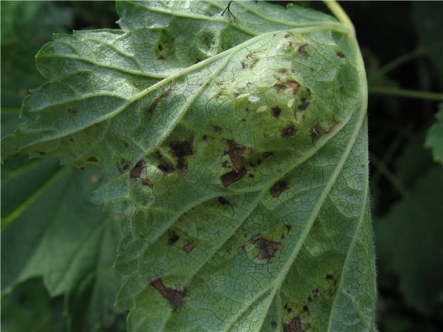 Как бороться с тлей на помидорах в теплице?