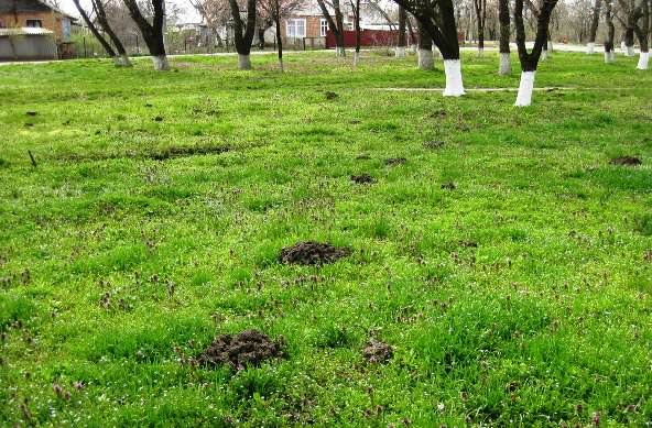 Как быстро избавиться от кротов в теплице