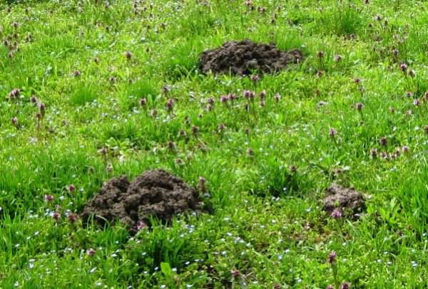 Как быстро избавиться от кротов в теплице