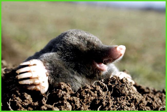 Как быстро избавиться от кротов в теплице