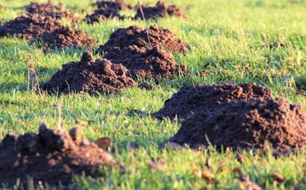 Как быстро избавиться от кротов в теплице