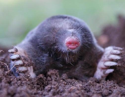 Как быстро избавиться от кротов в теплице