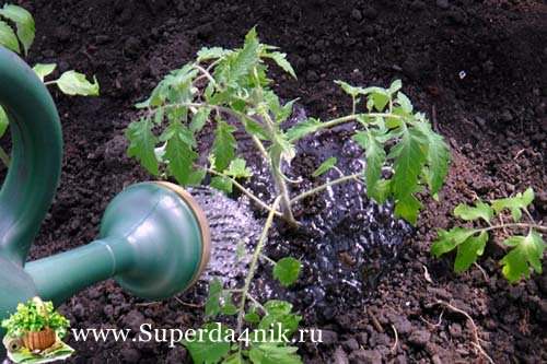 Как часто нужно поливать помидоры в теплице и в открытом грунте