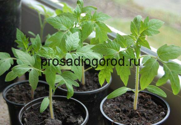 Как часто нужно поливать рассаду помидоров на подоконнике