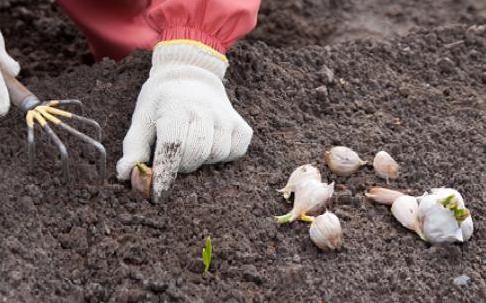 Как делать посадки под зиму?