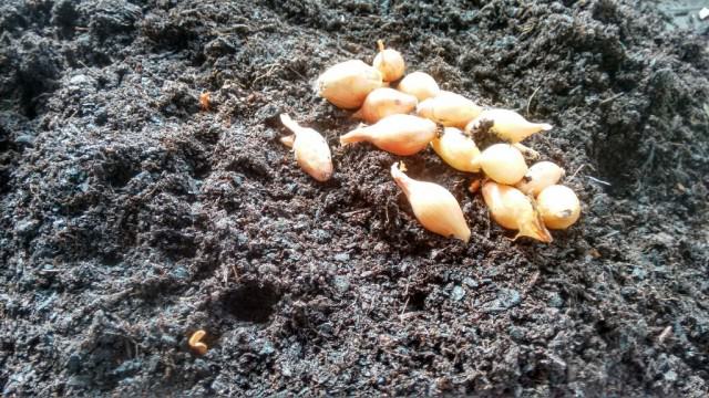 Как делать посадки под зиму?