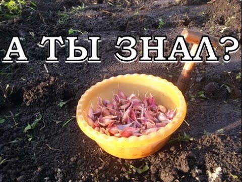 Как делать посадки под зиму?