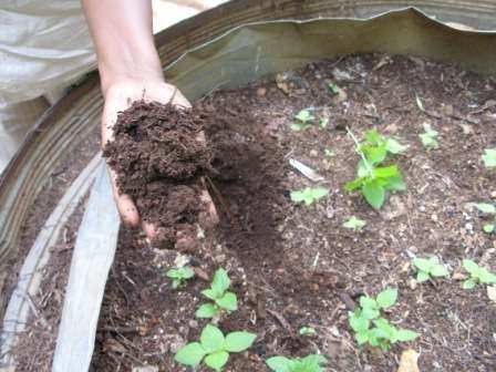 Как должна проходить подготовка земли к посадке?