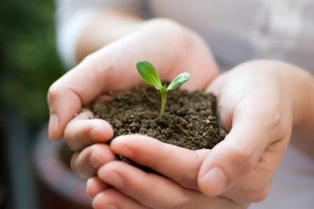 Как должна проходить подготовка земли к посадке?