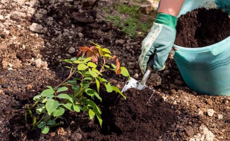 Как должна проходить подготовка земли к посадке?