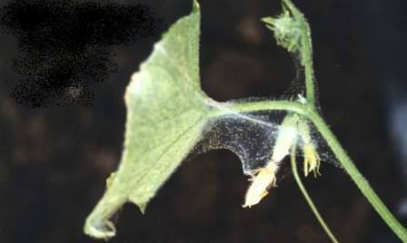 Как эффективно бороться с паутиной на огурцах в теплице