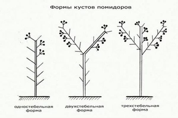 Как формировать томаты в теплице: сроки, схемы и правила