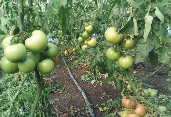 Как формировать томаты в теплице: сроки, схемы и правила
