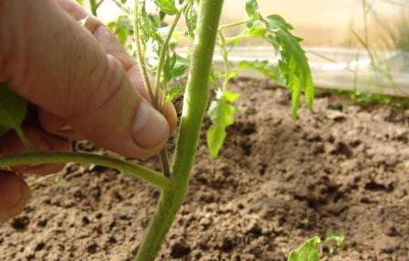 Как формировать томаты в теплице: сроки, схемы и правила