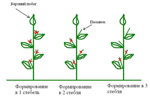 Как формировать томаты в теплице: сроки, схемы и правила