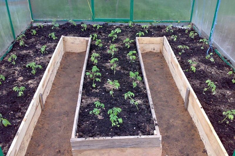 Как формируется схема посадки помидор в теплице из поликарбоната