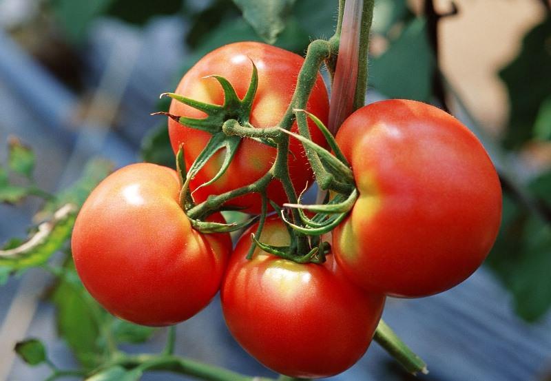 Как и чем можно подкормить помидоры при плодоношении