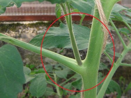 Как и когда прищипывать помидоры в теплице