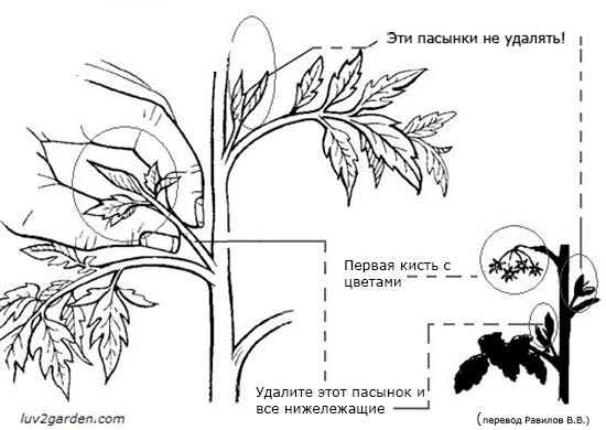 Как и когда прищипывать помидоры в теплице