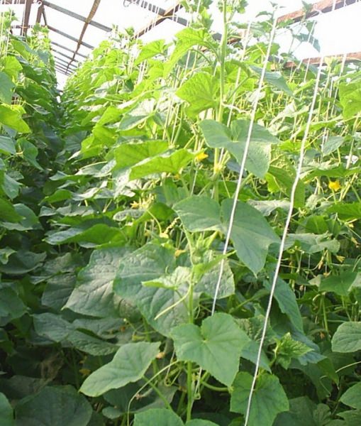 Как и когда следует пикировать огурцы в теплице?