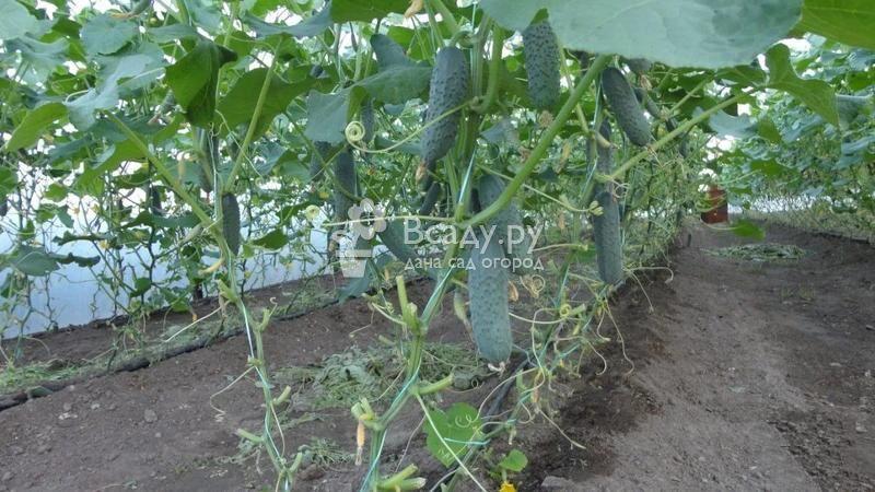 Как и зачем обрезать листья огурцов в теплице