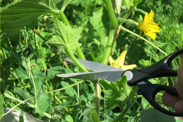 Как и зачем обрезать листья огурцов в теплице