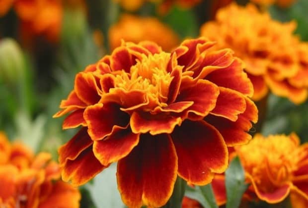 Как использовать бархатцы в качестве удобрений