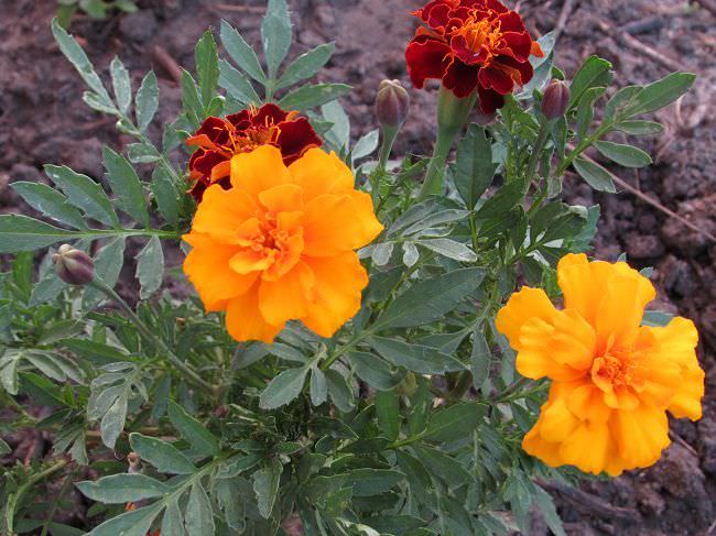 Как использовать бархатцы в качестве удобрений