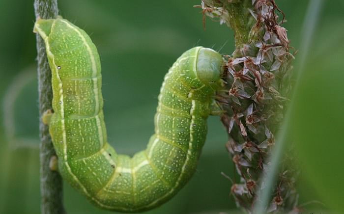 Как избавиться от гусениц на помидорах в теплице