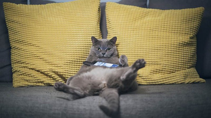 Как избавиться от лени и привести свою жизнь в норму — проверенные способы, советы экспертов