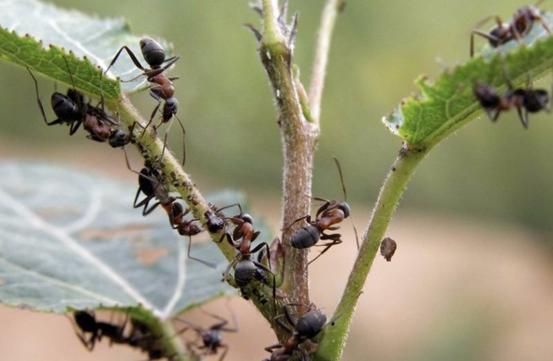 Как избавиться от муравьев в теплице с помидорами?