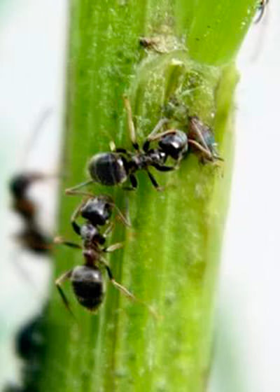 Как избавиться от муравьев в теплице с помидорами?