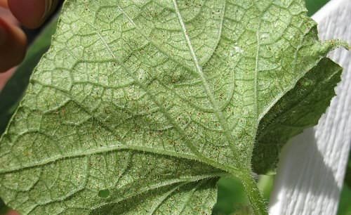 Как можно бороться с паутинным клещом на помидорах