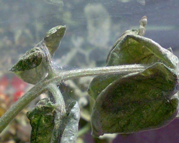 Как можно бороться с паутинным клещом на помидорах