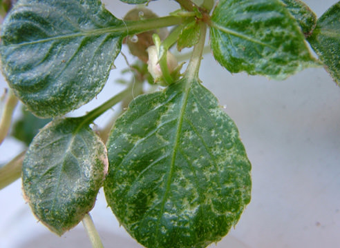 Как можно бороться с паутинным клещом на помидорах