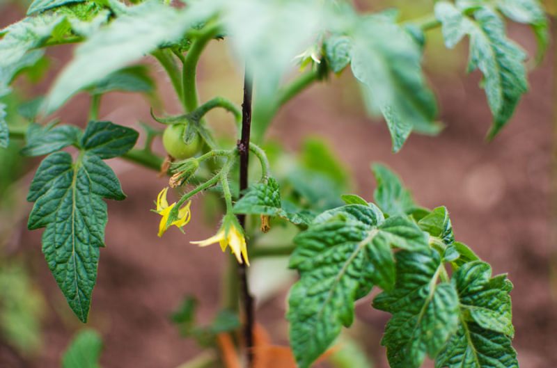 Как можно бороться с паутинным клещом на помидорах