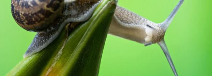 Как можно избавиться от слизней в теплице